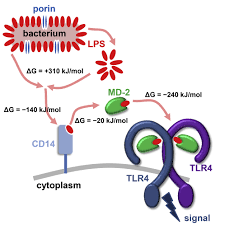 Stamped cross stitch designs are printed directly onto the due to this fact, stamped cross stitch designs are not available as free patterns. A Thermodynamic Funnel Drives Bacterial Lipopolysaccharide Transfer In The Tlr4 Pathway Structure