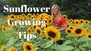 If you're looking to celebrate your student and/or athlete, stumps has customizable yard signs to help show how proud you are. Sunflower Growing Tips Youtube
