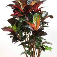 Image result for Croton aceroides