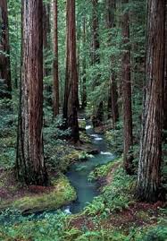 Montgomery Woods State Reserve Agac Tablolar