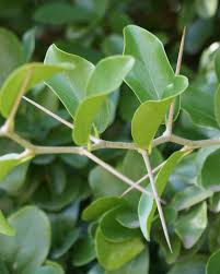 Image result for Dovyalis afra