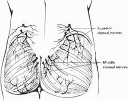 As these nerves pass in to the buttock they pass through the tough (fascial) covering of the buttock (gluteal) muscles. Cluneal Nerve Dr Justin Dean