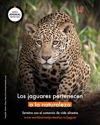Check spelling or type a new query. Protege A Los Jaguares Poniendo Fin Al Comercio Mundial De La Vida Silvestre World Animal Protection