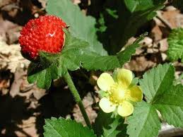 Image result for Duchesnea indica