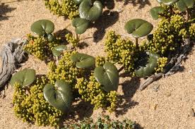 Image result for Dioscorea hirtiflora