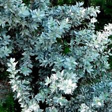 Image result for Conocarpus