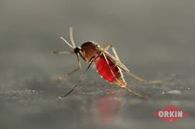 The reaction can vary from person to person, but usually last no more than 24 hours. Do Mosquitoes Die After They Bite You
