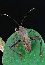 Leaf Footed Bug Anoplocnemis Sp Coreidae Leaf Footed Bug Bugs Pu Er