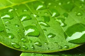 Expertise Natural Surfactants Alltech