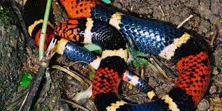 Le Venin Du Serpent Corail Pourrait Servir D Antidouleur Le serpent corail est de la famille des serpents venimeux elapidae. venin du serpent corail pourrait servir