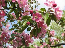 Find images of pink flower. Tree Pink Flowers Sakura Summer Colorful Leaves Closeup Green Leaves Plant Flowering Plant Pxfuel