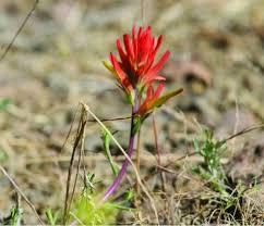 Maybe you would like to learn more about one of these? Indian Paintbrush Wyoming State Flower Hanks Minicassia Com
