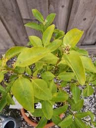 They also show the type of curl leaves shown in this site… read more. Can Someone Please Tell Me Why My Lemon Tree Leaves Turing Yellow And Curl Flowers Are Dropping Too I Just Bought It Few Months Ago From Costco Gardening