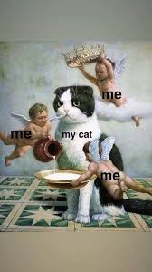 Clean Memes 06 22 2019 Morning Clean Memes In 2020 Cats Cute Cat Gif Funny Cats