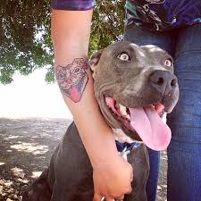I really like the simple bold colours of the black and white. 50 Awesome Pit Bull Tattoos To Inspire You My Pit Bull Friend