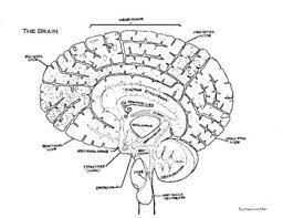 Human brain anatomy nerve anatomy anatomy and physiology anatomy coloring book printable coloring pages adult coloring pages yoga anatomy nursing trending outfits unique adult coloring page heart anatomy. Brain Coloring Worksheets Teaching Resources Tpt