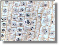 The cell cycle consists of interphase and the mitotic phase. Mitosis Microscope World