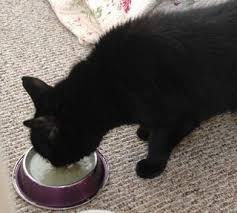 While cats are naturally cautious with their meals, extreme apathy with constant puking indicates that something is wrong. Kidney Support Homemade Cat Food 6 Steps With Pictures Instructables