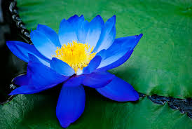 Sardegon which people now know as atlantis, is where the order of the lotus flower had its beginning long before the last great flood destroyed that land. Raw Dried Sacred Egyptian Blue Lotus Flowers Petals Nymphaea Caerulea Kratom Of Life