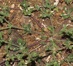 Image result for Polycarpon