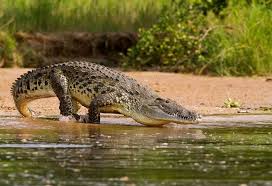 Why Is The Nile Crocodile One Of The Most Dangerous Species Of Crocodile? -  Quora