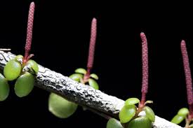 Image result for Peperomia fernandopoiana