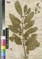 Image result for Craterispermum