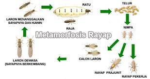 Metamorfosis tidak sempurna merupakan perkembangan pada hewan yang tidak mengalami sebuah perubahan pada bagian struktur tubuh. Metamorfosis Tidak Sempurna Ditandai Dengan Metamorfosis Semut Proses Gambar Dan Penjelasannya Pengertian Metamorfosis Tidak Sempurna Adalah Proses Tahapan Pada Hewan Yang Pada Saat Kecil Baru Lahir Sampai Dewasa Tidak