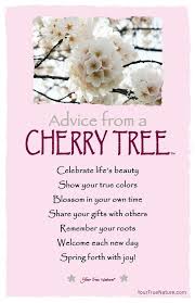 Pin By Audrey C Braun On Quotes Blossom Quotes Cherry Quotes Cherry Blossom Quotes
