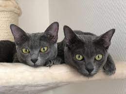 Die korat katze ist nach einer provinz thailands benannt. Korat Labradorit Katzenzucht Almuth Kaiser