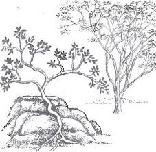 Image result for Triaspis dumeticola