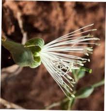 Image result for Maerua duchesnei