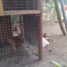 These sentences come from external sources and may not be accurate. Photos At Reban Ayam Leman 1 Tip