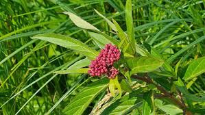 Image result for Asclepias palustris