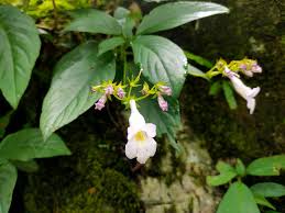 Image result for Gesneriaceae