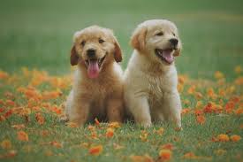 According to the american kennel club what is the most popular dog breed in the united states. Dog Quiz Questions And Answers Furry Friends We Love Quizzes