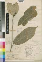 Image result for Rinorea brachypetala