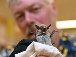 Five rabies myths, busted: "Bat man" Mark Brigham defends his favourite  mammal