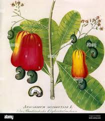Image result for Anacardium occidentale