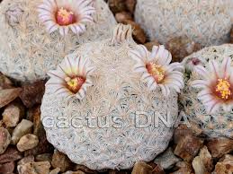 Image result for Micrargeriella