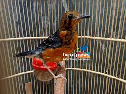 Kicau merdu, suara burung decu kembang atau sikatan belang, aves kecil dengan habitat di ketinggian, bukit dan. Decu Kembang Trotol Jantan Tips Perawatan Dan Melatih Mental Trotolan Tledekan Gunung Om Kicau Harga Burung Decu Jantan Tergantung Usianya Berkisar Antara Rp 100 000 Sampai Dengan Rp 300 000 Manuela Monier