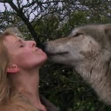 One of the first wolves I ever filmed years and years ago. I treasure this  experience which changed my life and led to me founding a YouTube Animal  Watch Channel with now over half a million ...