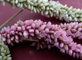 Image result for Persicaria senegalensis