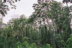 Image result for Musanga