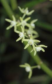 Image result for Cynanchum viminale