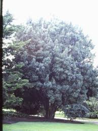 Image result for Elaeodendron croceum