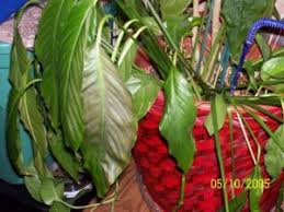 Overwatered peace lily yellow leaves. Saving A Peace Lily