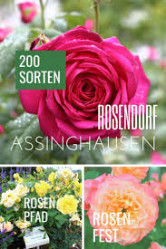 Wie Ein Ganz Normaler Ort Zum Rosendorf Wird Rosendorf Assinghausen Rosen Rose Rosenpfad Rosenfest Rosenv Reise Inspiration Reisen Ferien Mit Kindern