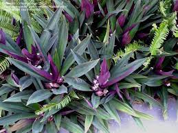 Pin On Transcendent Tradescantia
