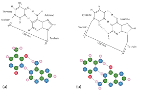 Then it's complementary sequence written with the rule of base pairs…i.e. 22 7 Dna Replication The Double Helix And Protein Synthesis Chemistry Libretexts